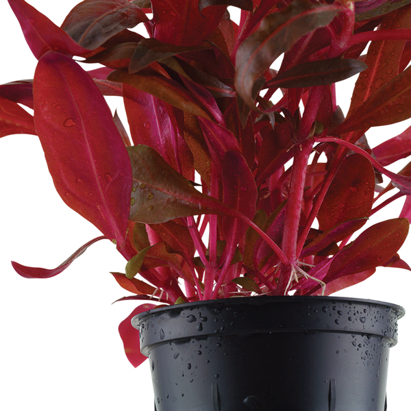 Alternanthera Reineckii Rosanervig im Topf von Tropica