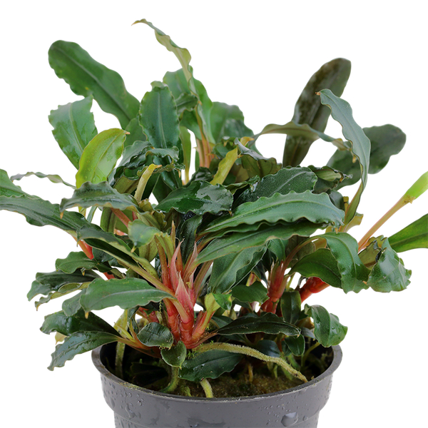 Bucephalandra sp. Red im Topf - Tropica