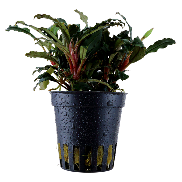 Bucephalandra sp. Red im Topf - Tropica