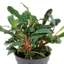 Bucephalandra sp. Red im Topf - Tropica
