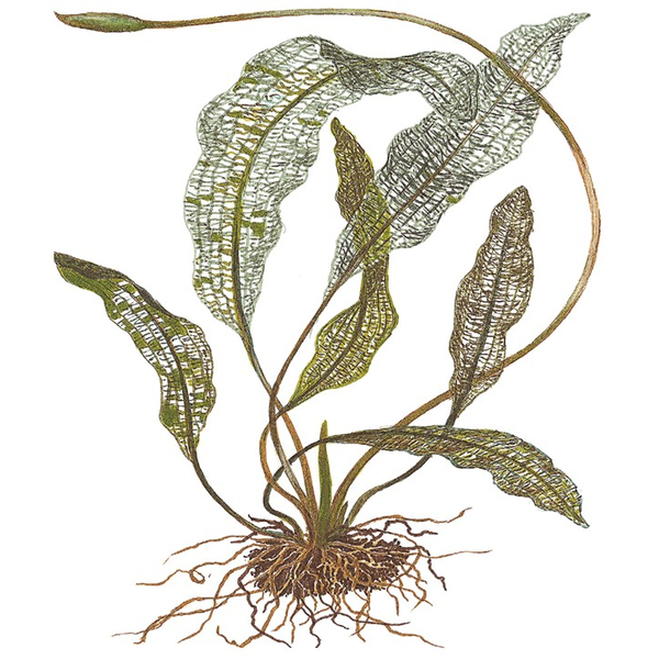 Aponogeton Madagascariensis Knolle von Tropica