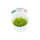 Vesicularia Ferriei Weeping Moos 1-2-Grow! von Tropica