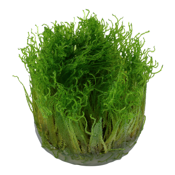 Taxiphyllum Spiky 1-2-Grow! - Tropica