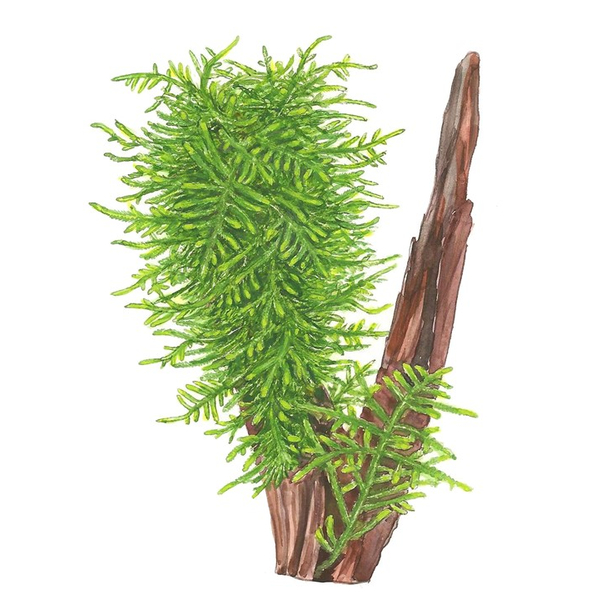 Taxiphyllum Spiky 1-2-Grow! - Tropica