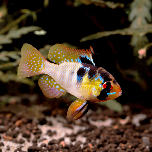 Mikrogeophagus Ramirezi - Schmetterlingszwergbuntbarsch