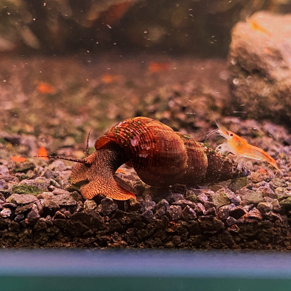 Tylomelania sp. Dark Orange - Felsenschnecke