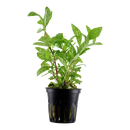 Hygrophila Polysperma Rosanervig Topf - Tropica