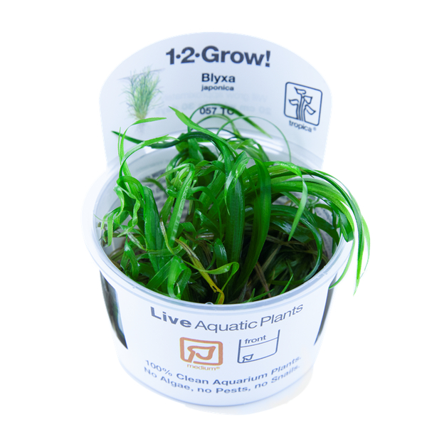Blyxa japonica 1-2-Grow! In-Vitro | Tropica