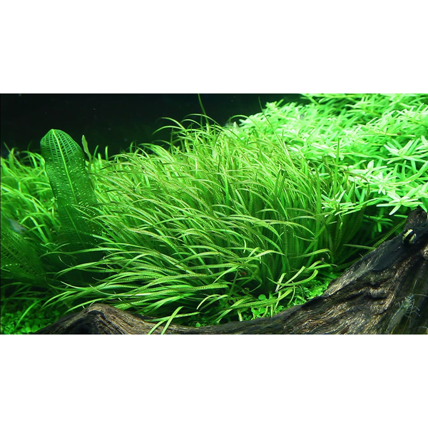 Blyxa japonica 1-2-Grow! In-Vitro | Tropica