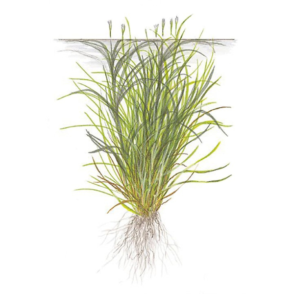 Blyxa japonica 1-2-Grow! In-Vitro | Tropica