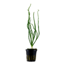 Crinum Calamistratum Topf von Tropica