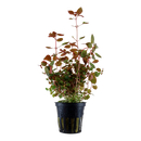 Ludwigia Palustris Super Red im Topf von Tropica