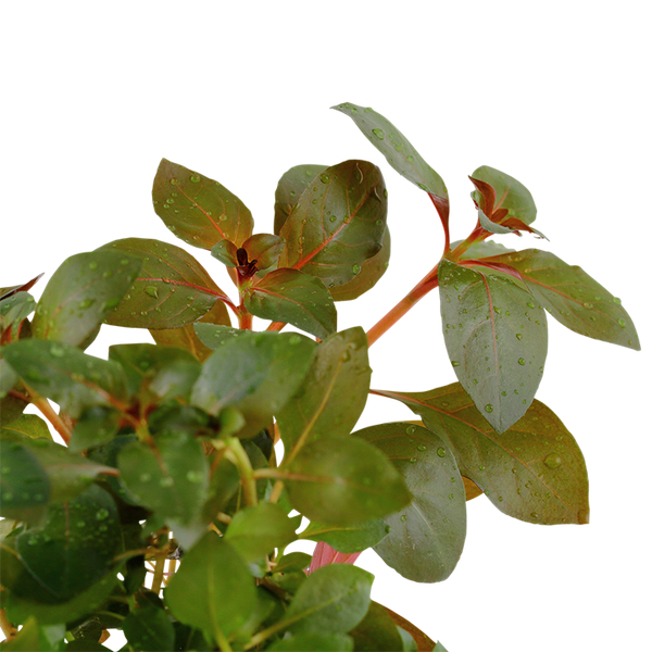 Ludwigia Repens Rubin - Rubin-Ludwigie