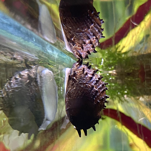 Neritina Juttingae - Stachelige Algenrennschnecke