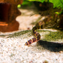 Pangio kuhlii Sumatranus - Sumatra Dornauge