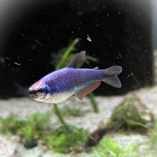 Inpaichthys Kerri Super Blue - Knigssalmler