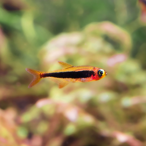 Tucanoichthys Tucano - Tucanosalmler