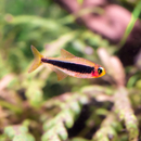 Tucanoichthys Tucano - Tucanosalmler