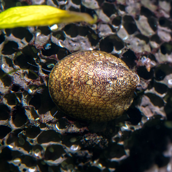 Septaria Porcellana - Muschelschnecke