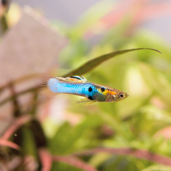 Poecilia Wingei Japan Blue - Endler Guppy