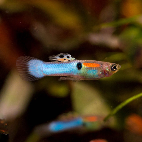 Poecilia Wingei Japan Blue - Endler Guppy