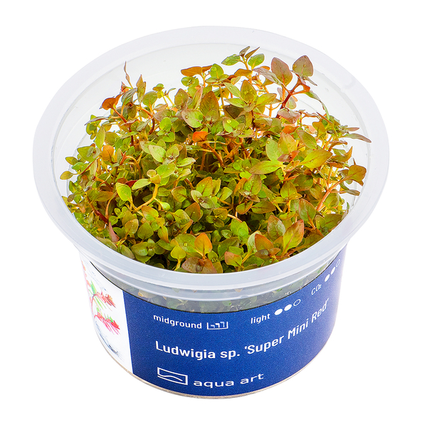 Ludwigia sp. Super Mini Red im Topf