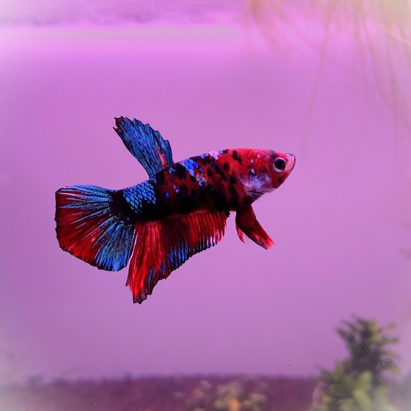 Betta Splendens - Kampffisch Plakat Koi Galaxy
