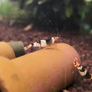 Caridina logemanni Black Bee K2-K4 - Bienengarnele