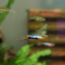 Poecilia Wingei Blue Star - Endler Guppy