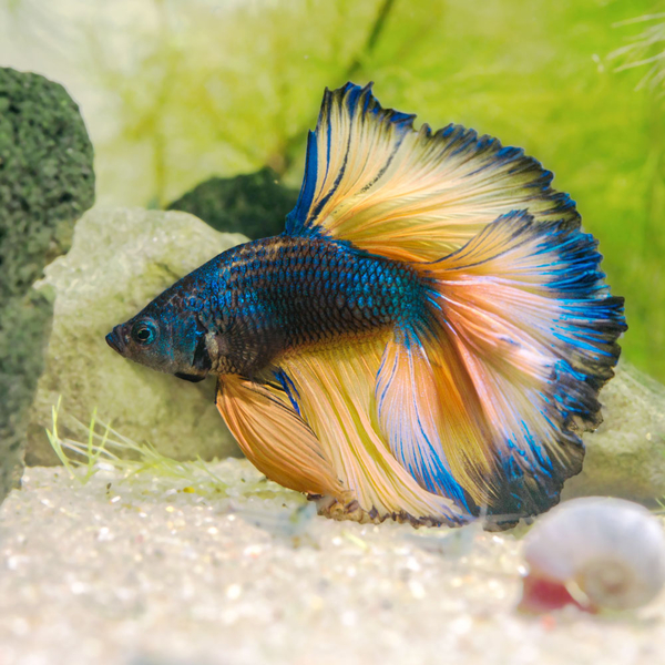 Betta splendens Halfmoon Mustard blue-yellow - Kampffisch