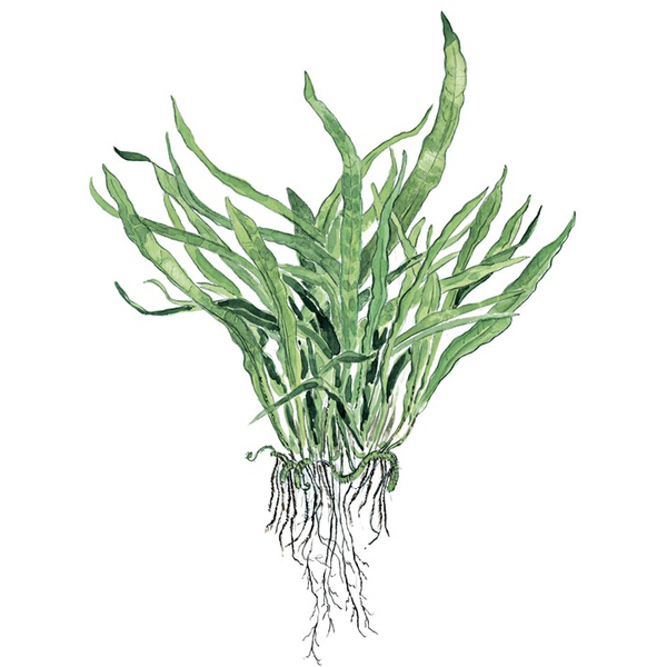 Microsorum Pteropus Narrow im Topf von Tropica