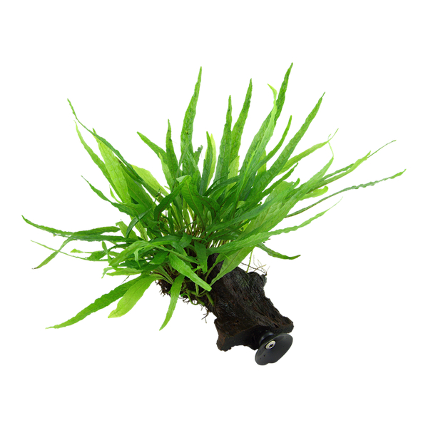 Microsorum Pteropus Narrow auf Wurzel mit Saugnapf von Tropica