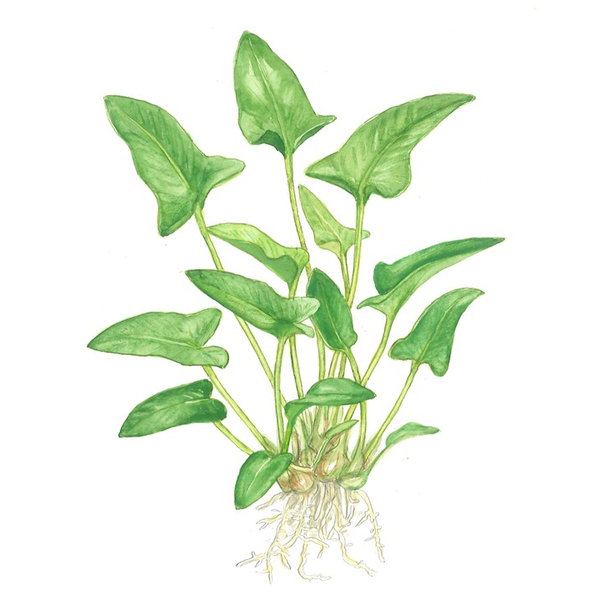 Anubias Gracilis im Topf von Tropica