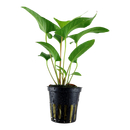 Anubias Gracilis im Topf von Tropica