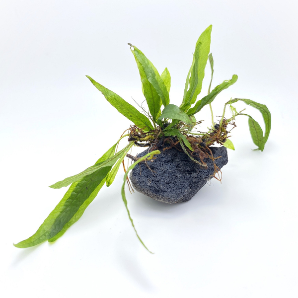 Microsorum Pteropus Petite - Petit-Javafarn