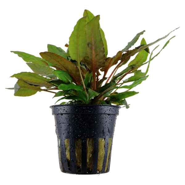 Cryptocoryne Wendtii Tropica im Topf von Tropica
