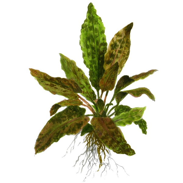 Cryptocoryne Wendtii Tropica im Topf von Tropica
