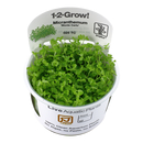 Micranthemum Tweediei Monte Carlo 1-2-Grow! von Tropica
