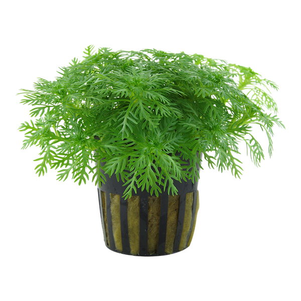 Hottonia Palustris Topf von Tropica