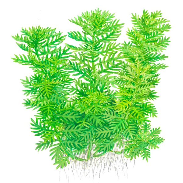 Hottonia Palustris Topf von Tropica