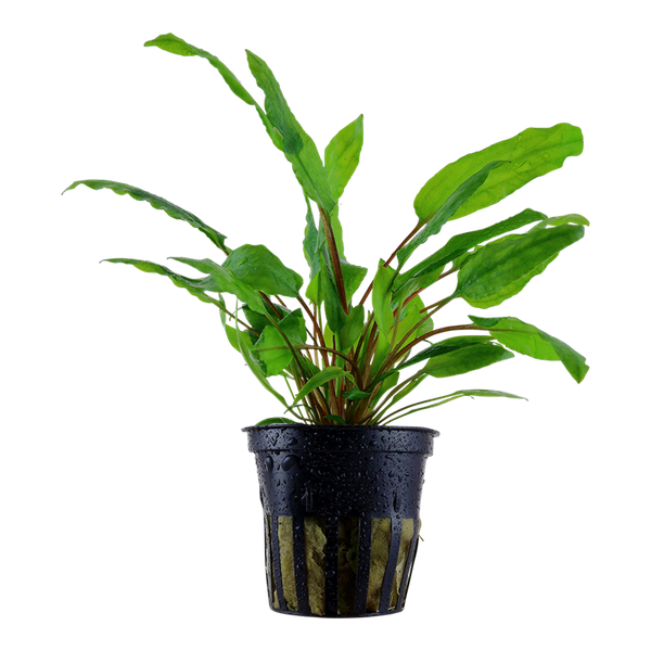 Cryptocoryne Wendtii Green im Topf von Tropica