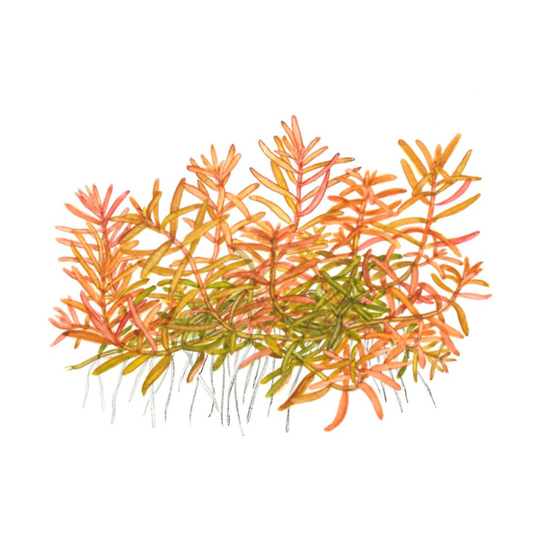 Rotala rotundifolia Hra 1-2-Grow! von Tropica