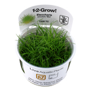 Eleocharis Acicularis Mini 1-2-Grow! In-Vitro von Tropica