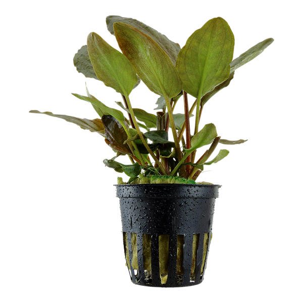Lagenandra Meeboldii Red im Topf von Tropica