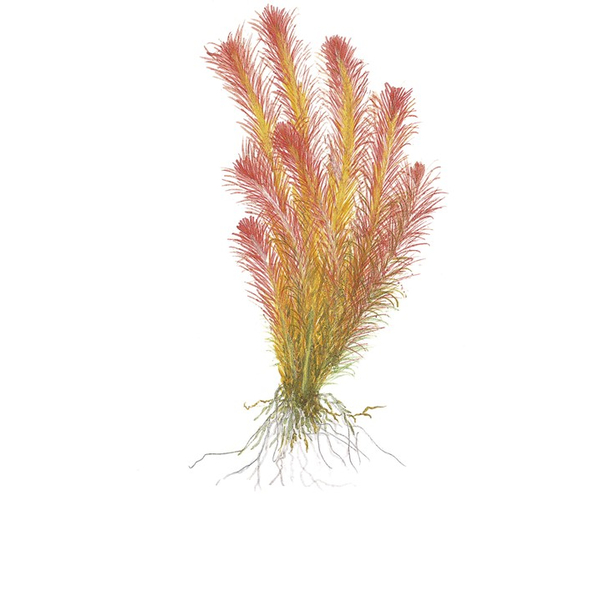 Rotala Wallichii 1-2-Grow! von Tropica