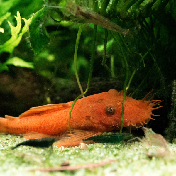 Ancistrus cf. Cirrhosus Super Rot- Antennenwels