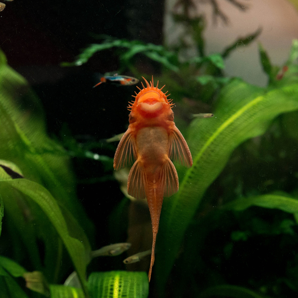 Ancistrus cf. Cirrhosus Super Rot- Antennenwels