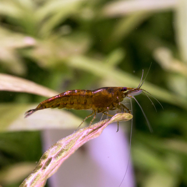 Neocaridina Garnelen Mix