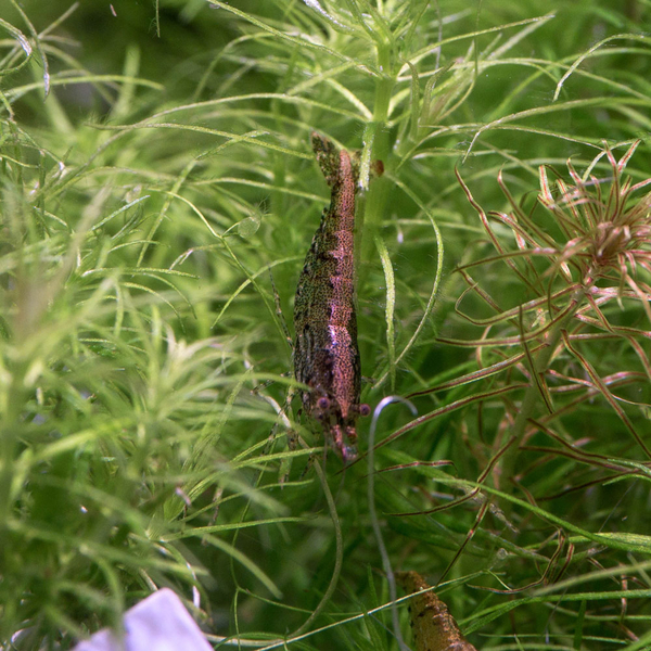 Neocaridina Garnelen Mix