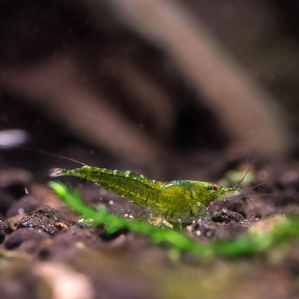 Neocaridina Garnelen Mix